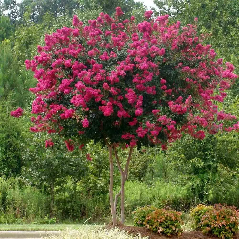 Lagerstroemia Indica Copac Double Feature, arbore compact cu flori roz-fucsia, inflorire lunga