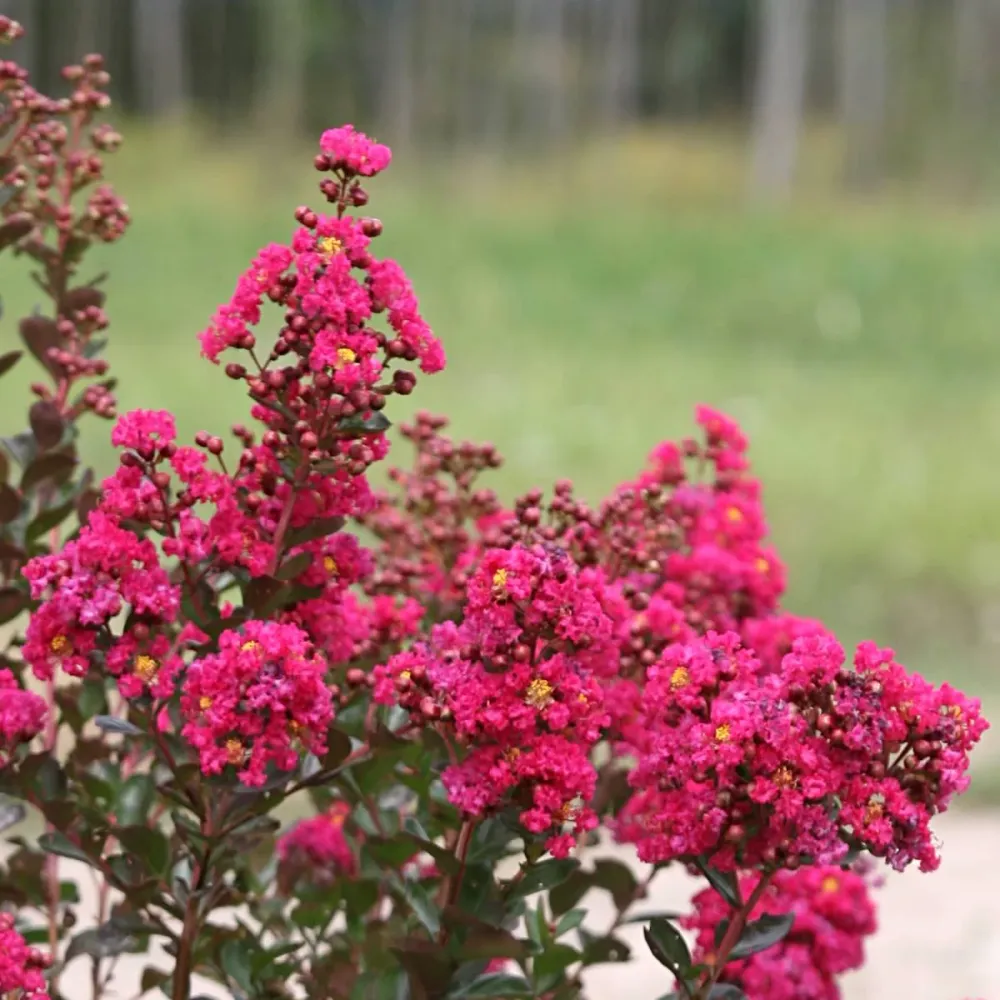 Lagerstroemia indica 'Fuchsia d'Ete' - Liliac indian