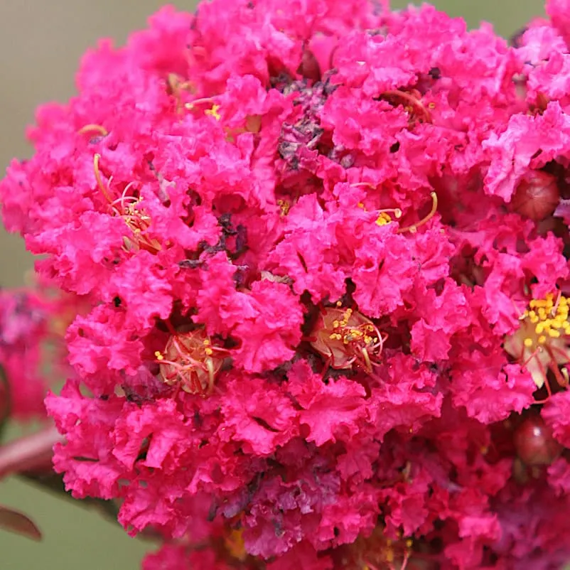 Lagerstroemia indica 'Fuchsia d'Ete' - Liliac indian
