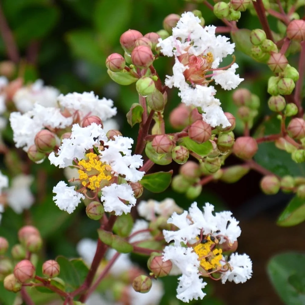 Lagerstroemia indica 'Nivea' - Liliac indian