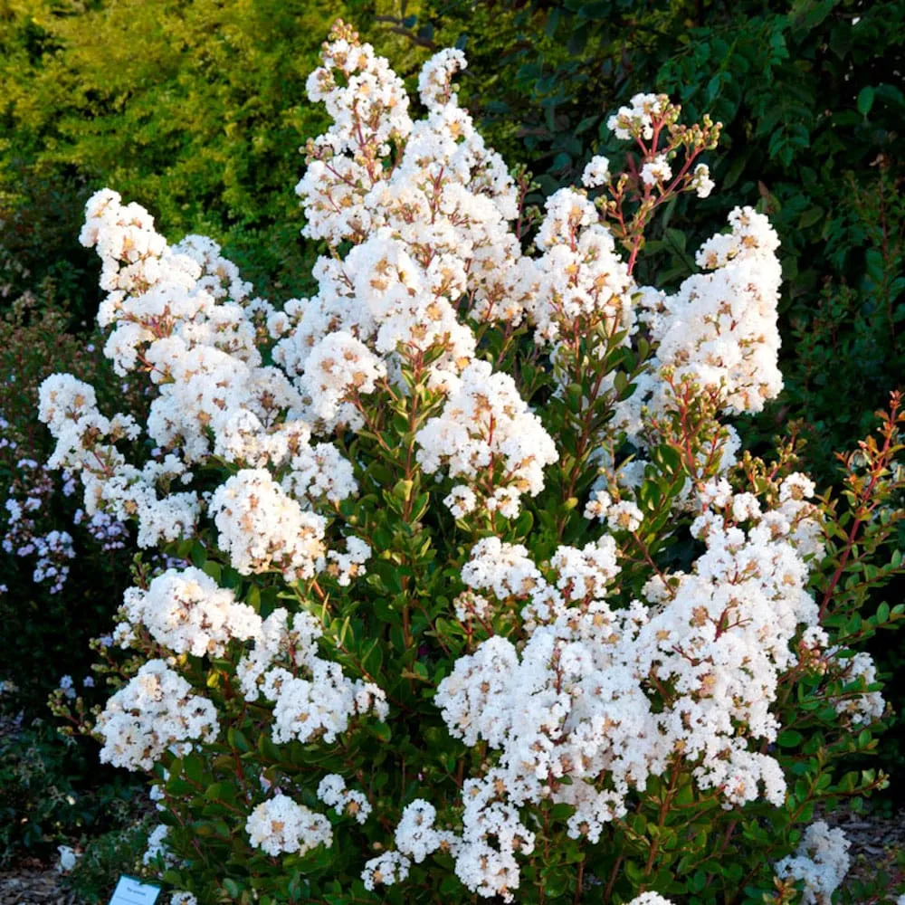 Lagerstroemia indica 'Nivea' - Liliac indian