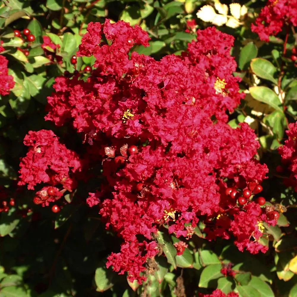 Lagerstroemia indica 'Red Imperator' - Liliac indian