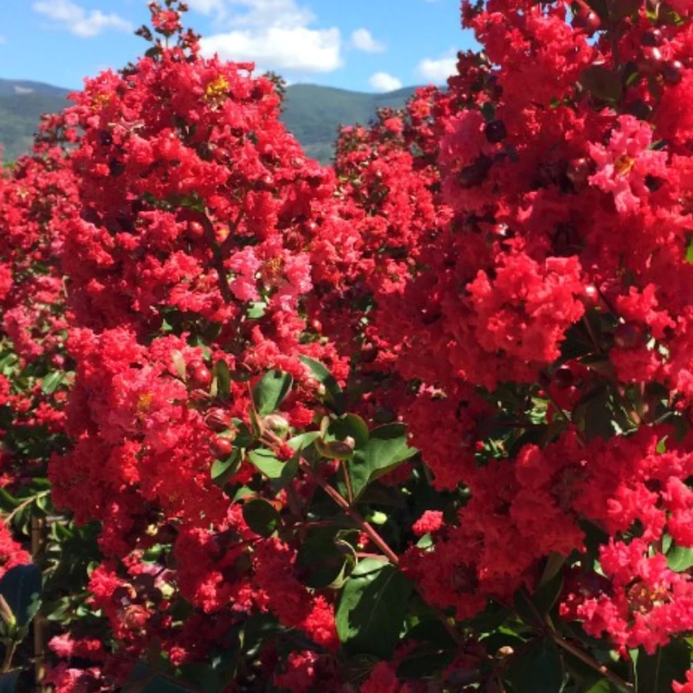 Lagerstroemia indica 'Red Imperator' - Liliac indian