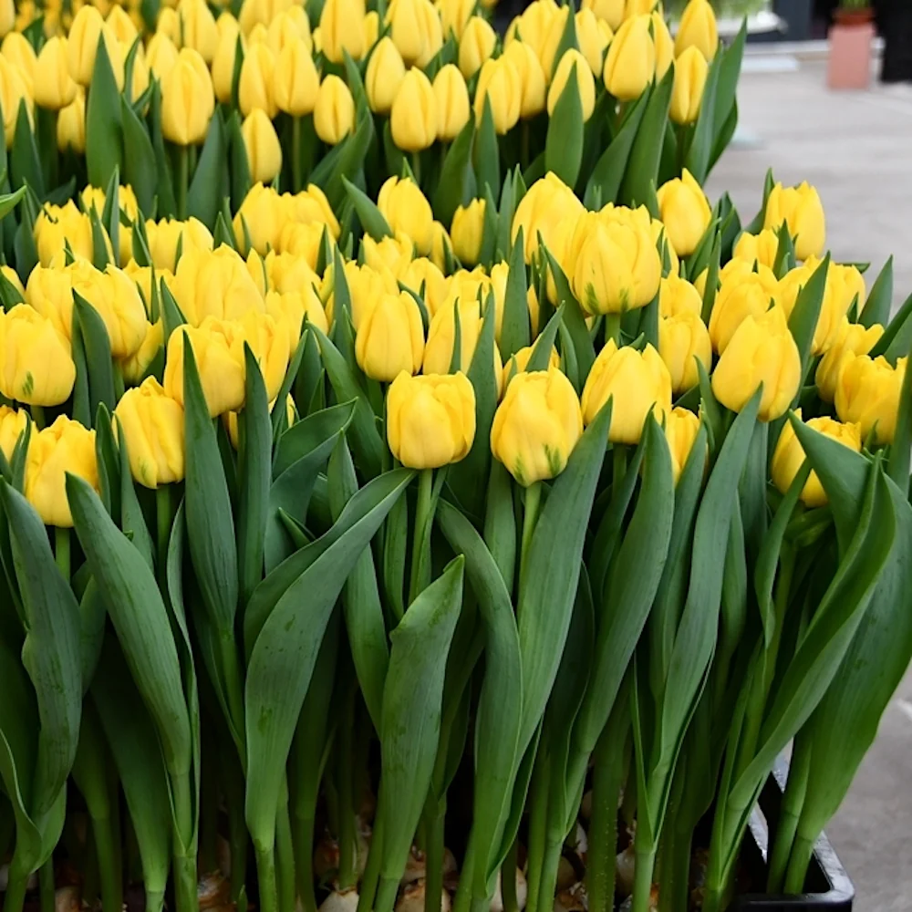 Lalele duble galbene - Tulipa 'Nikon'