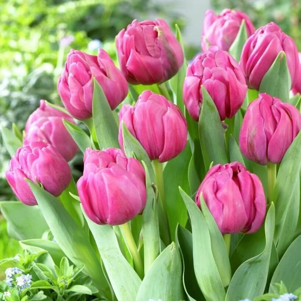 Lalele duble lila - Tulipa 'Double You'