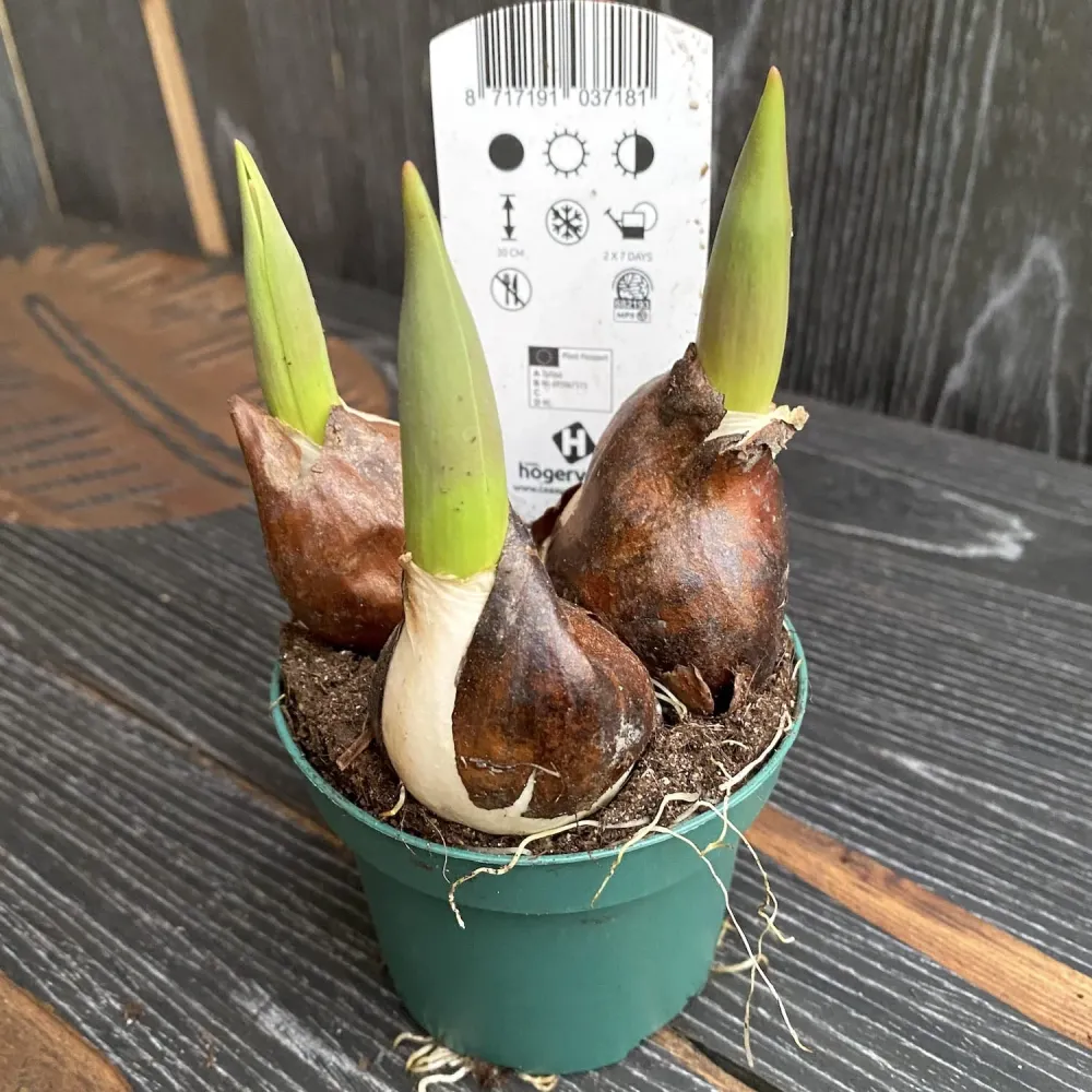 Lalele duble lila - Tulipa 'Double You'