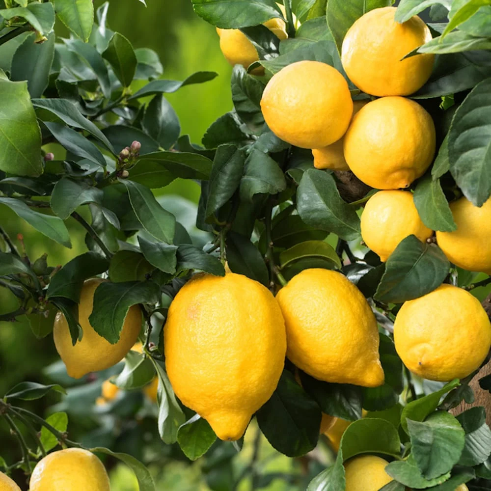 Lamai ghiveci - Citrus limon - plante tinere D9