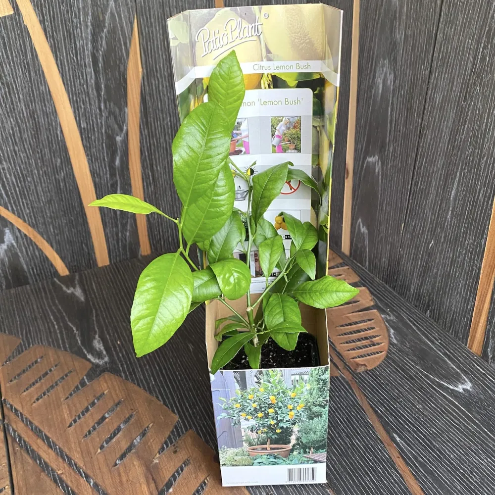 Lamai ghiveci - Citrus limon - plante tinere D9