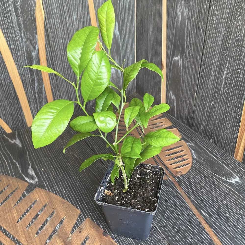 Lamai ghiveci - Citrus limon - plante tinere D9