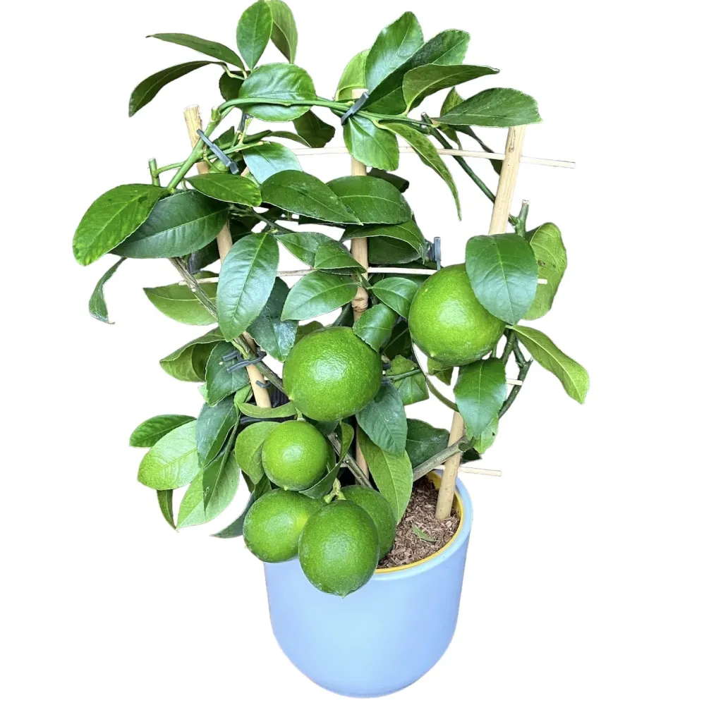 Lamai ghiveci, Meyer Lemon Lisa H40cm