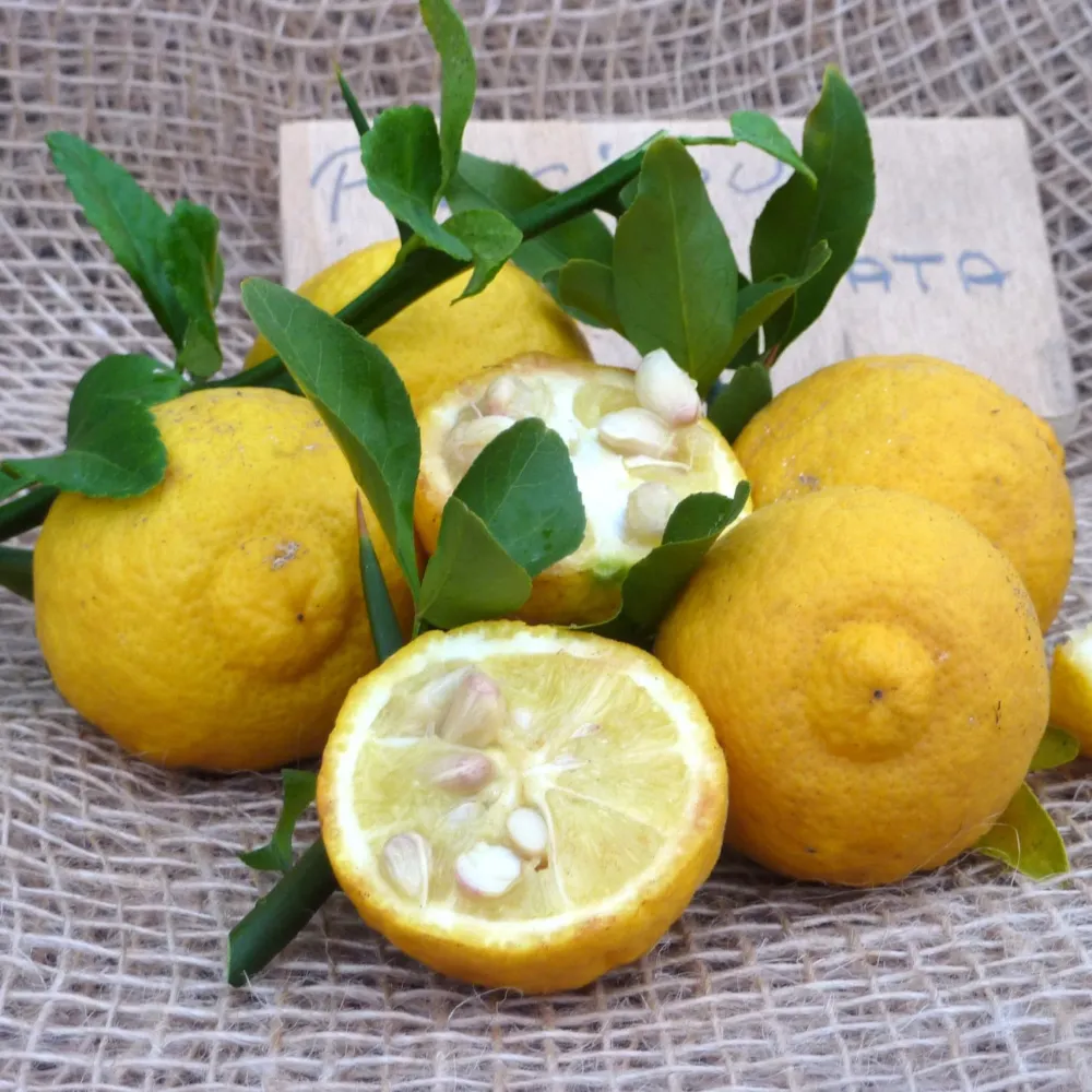 Lamai de gradina, rezistenti la ger - Citrus trifoliata (Poncirus Trifoliata)