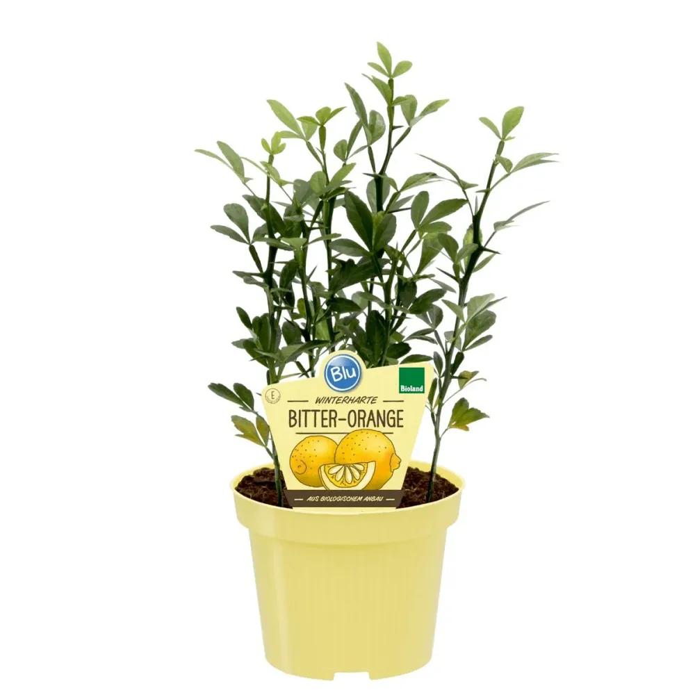Lamai de gradina, rezistenti la ger - Citrus trifoliata (Poncirus Trifoliata)