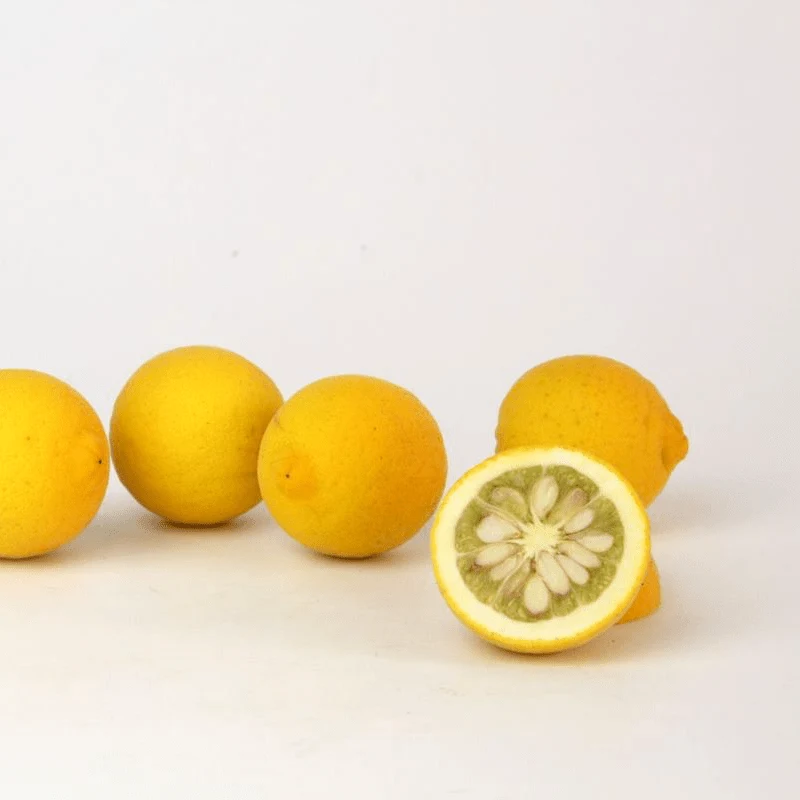 Lamai de gradina, rezistenti la ger - Citrus trifoliata (Poncirus Trifoliata)