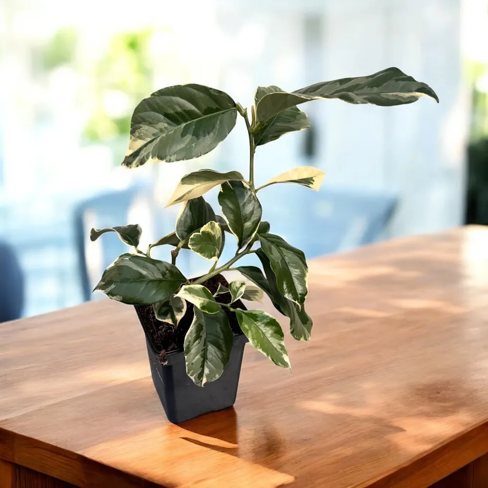 Lamai Meyer cu frunze si fructe variegate - Citrus 'Meyer Variegata'