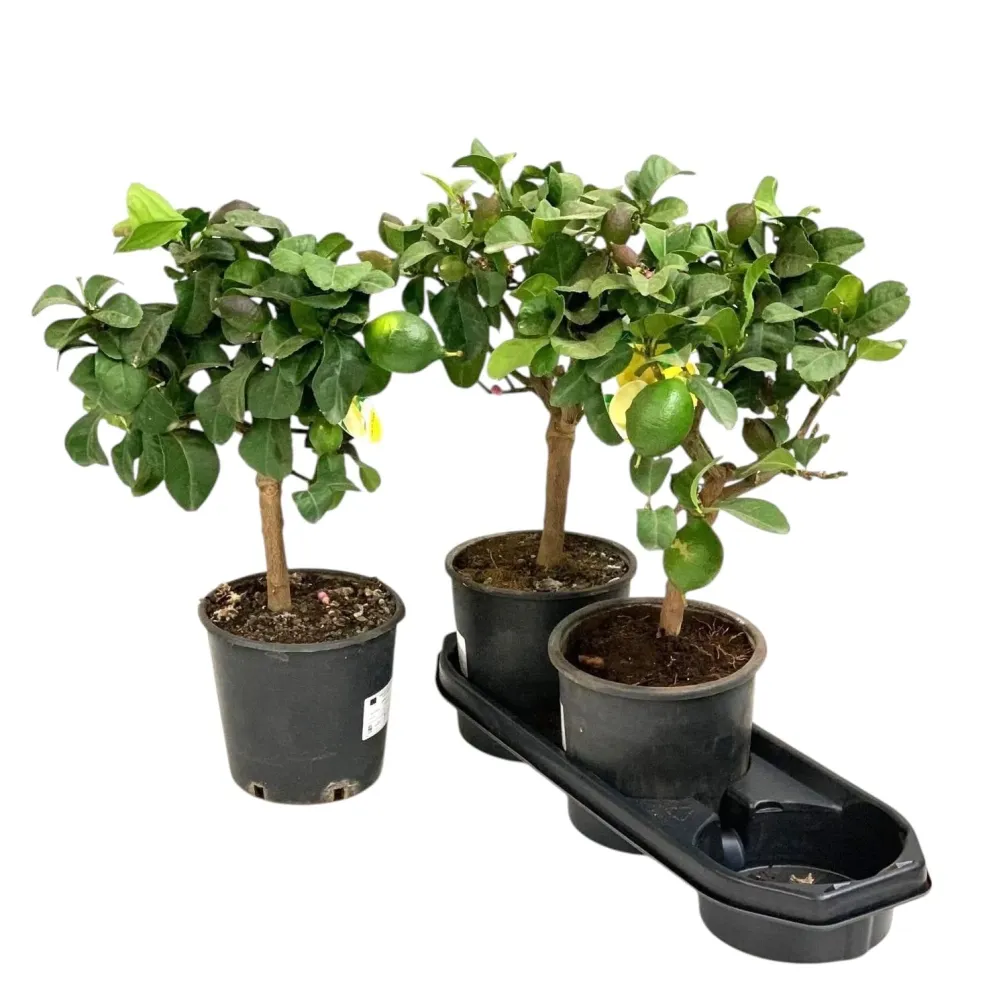 Lamai pe picior - Citrus lemon H55 cm