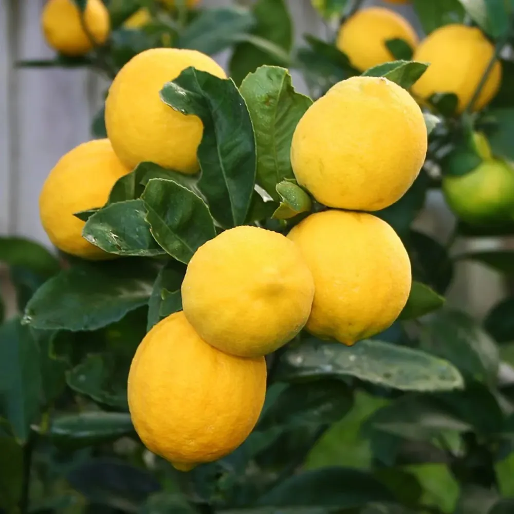 Lamai pe picior - Citrus lemon H55 cm