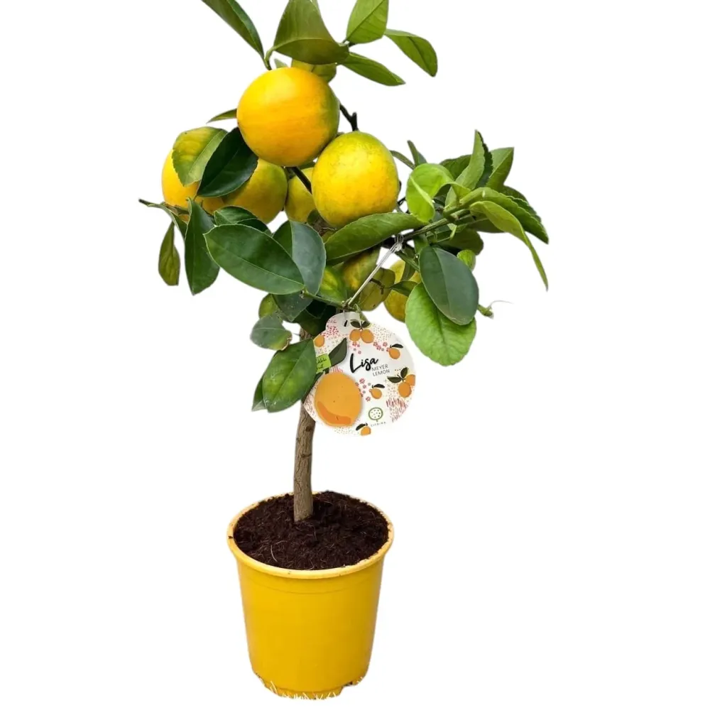 Lamai pe picior Citrus lemon 'Meyer' (Lisa) - fructificari abundente, fructe suculente