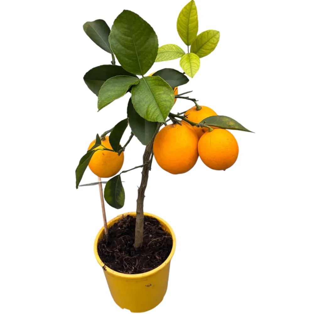 Lamai pe picior Citrus lemon 'Meyer' (Lisa) - fructificari abundente, fructe suculente