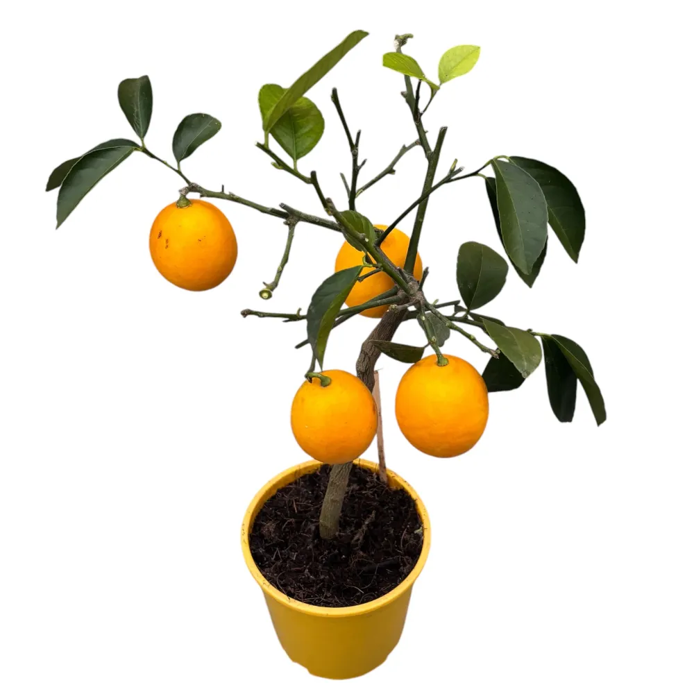 Lamai pe picior Citrus lemon 'Meyer' (Lisa) - fructificari abundente, fructe suculente