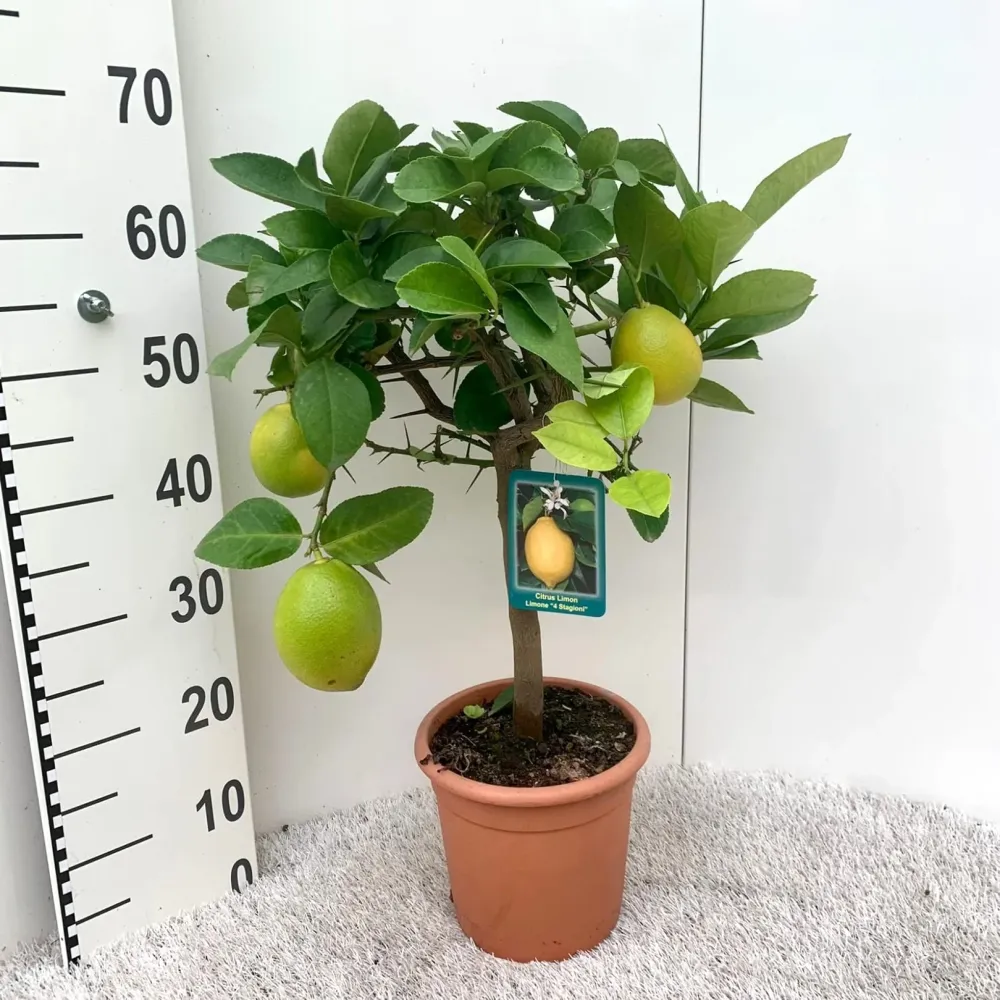 Lamai pe picior - Citrus lemon '4 Seasons' ('Garey's Eureka') H60 cm