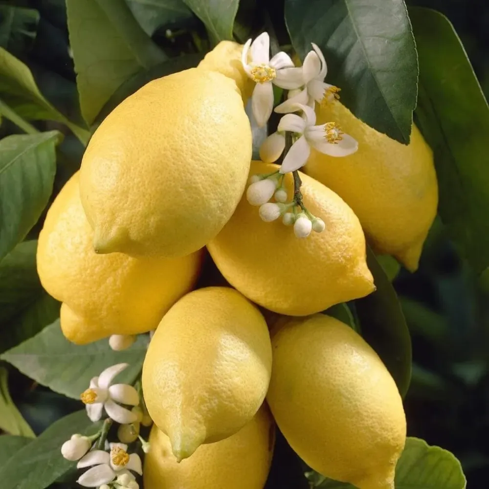 Lamai pe picior - Citrus lemon '4 Seasons' ('Garey's Eureka') H60 cm