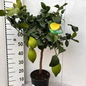 Lamai pe picior - Citrus lemon '4 Seasons' H90 cm