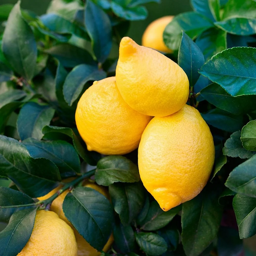 Lamai productiv - Citrus limon 'Cappuccio' H60 cm