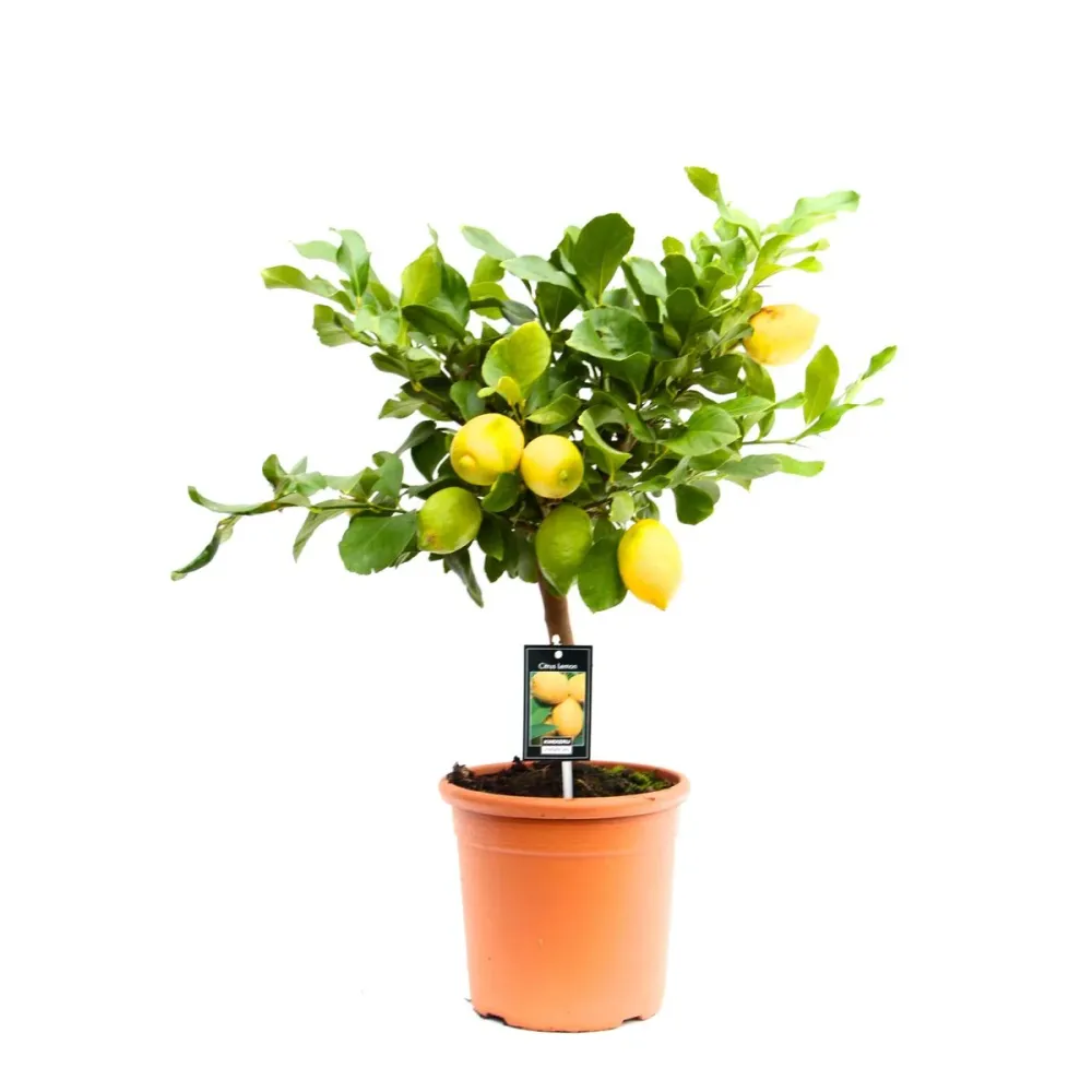 Lamai productiv - Citrus limon 'Cappuccio' H60 cm