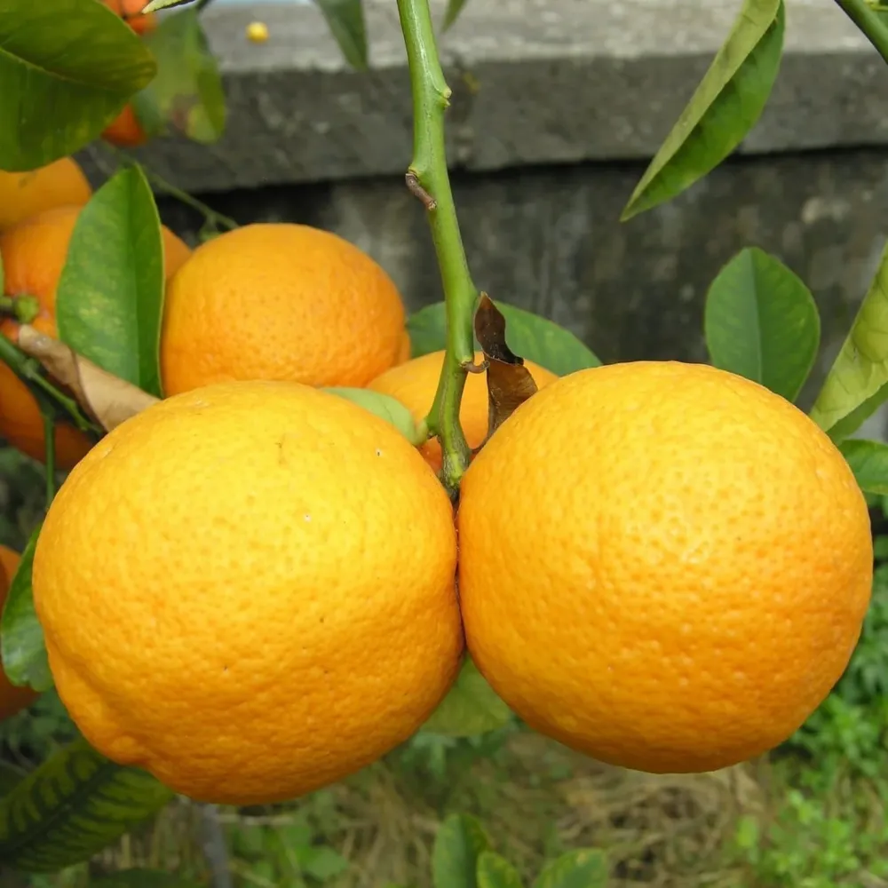 Lamai Volkamer (Citrus volkameriana) - lamai rezistent la frig