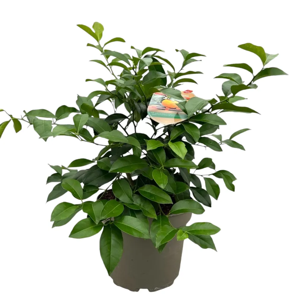 Lamai Volkamer (Citrus volkameriana) - lamai rezistent la frig