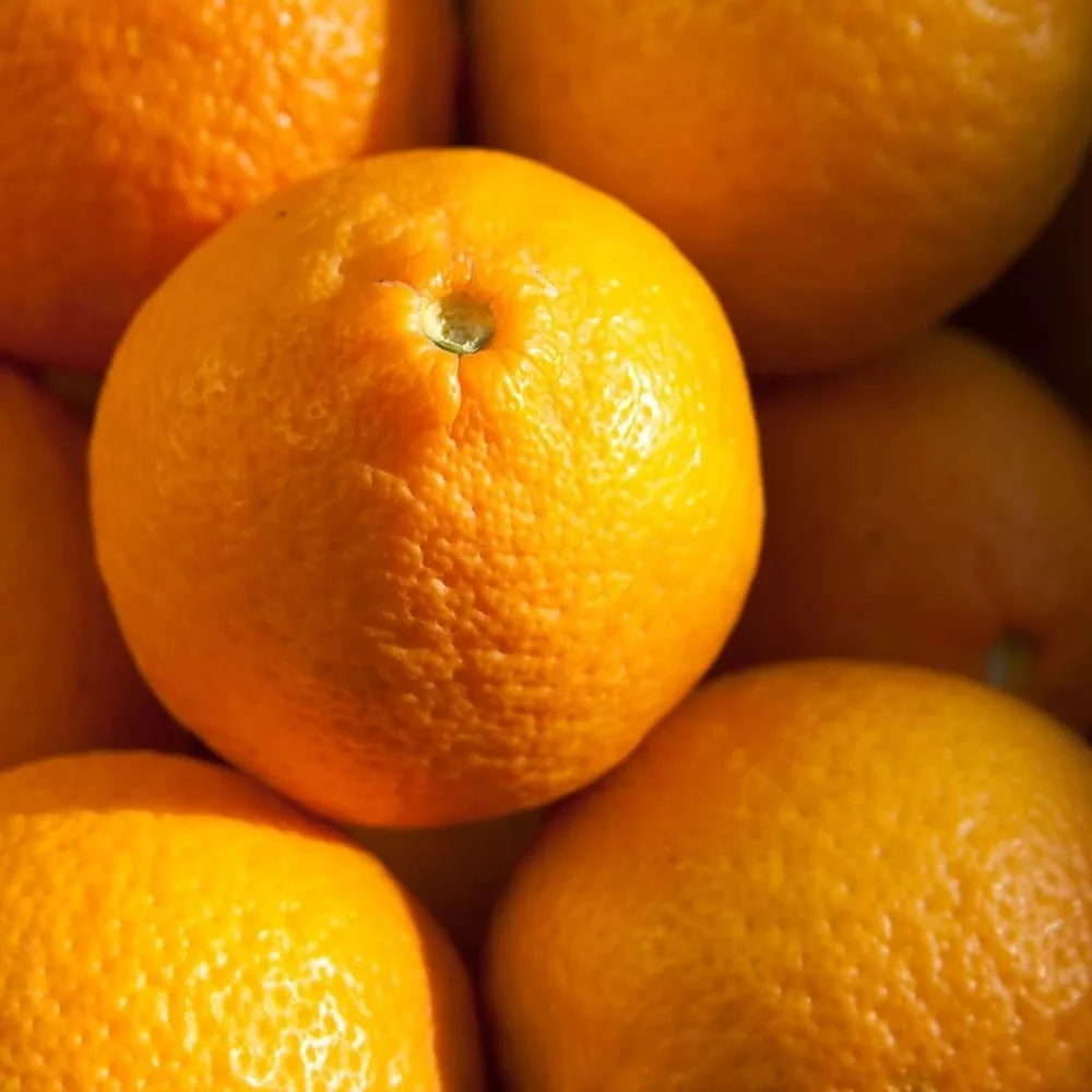 Lamai Volkamer (Citrus volkameriana) - lamai rezistent la frig