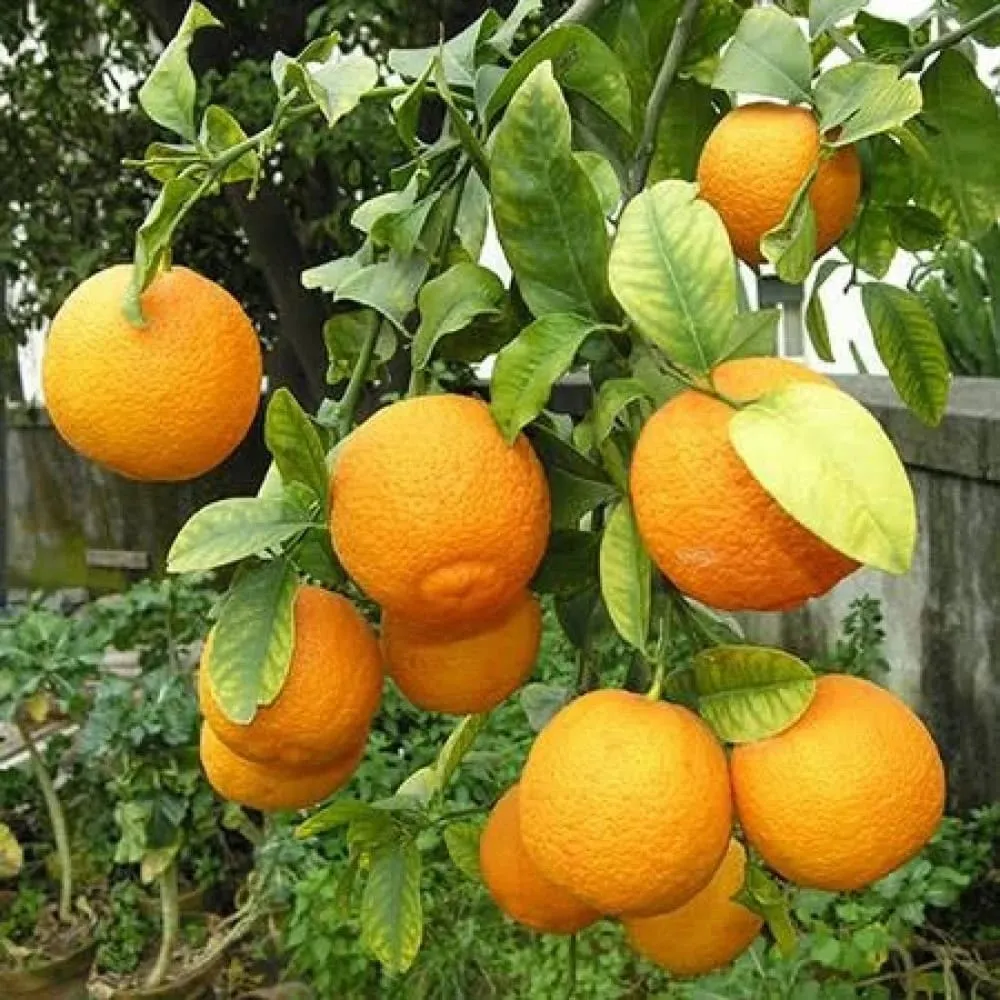 Lamai Volkamer (Citrus volkameriana) - lamai rezistent la frig