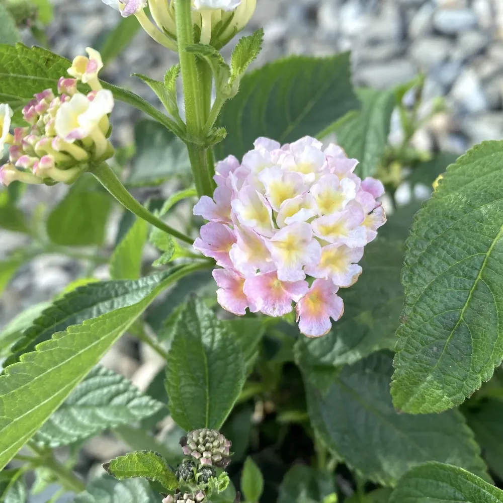 Lantana camara - 3 culori/ghiveci