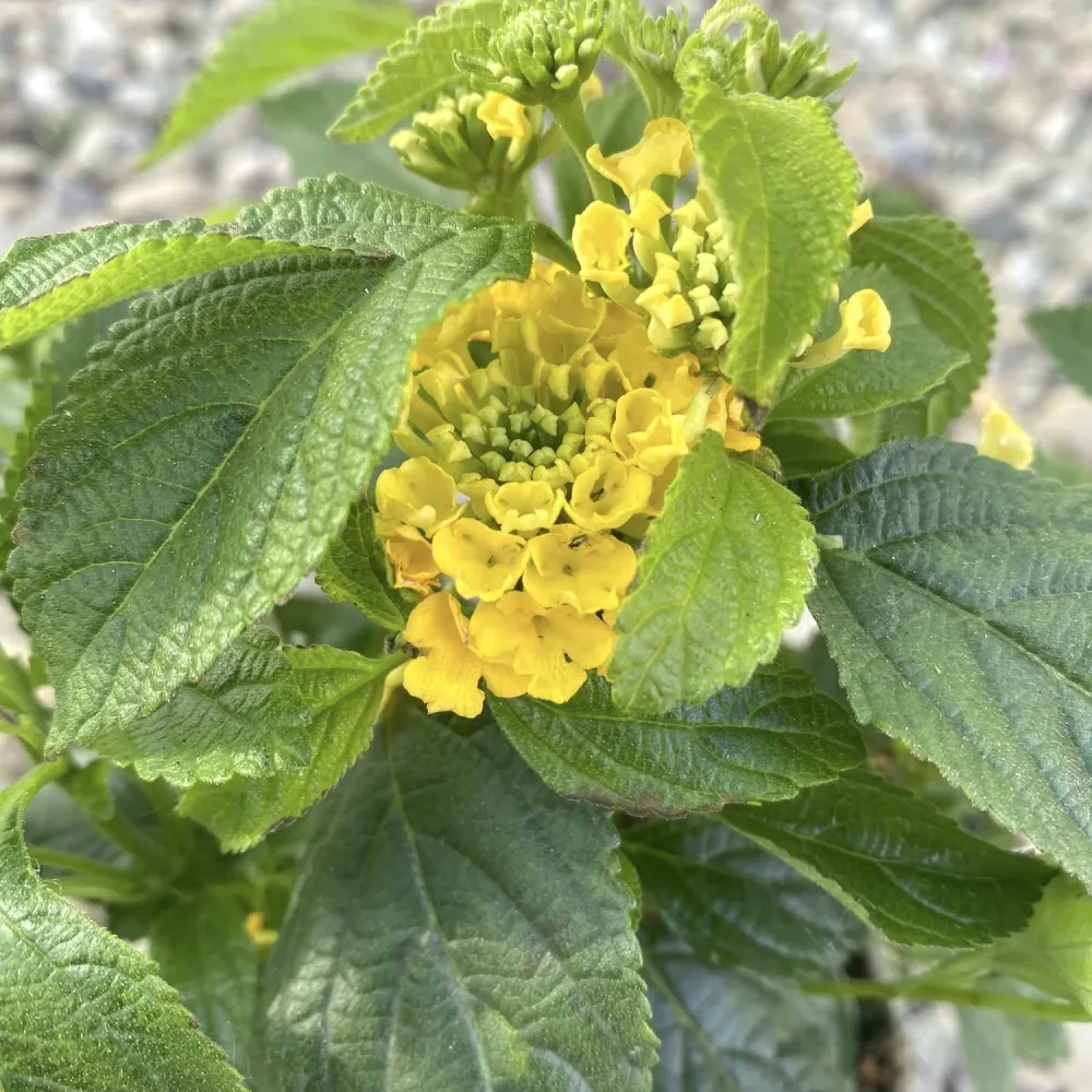Lantana camara - 3 culori/ghiveci