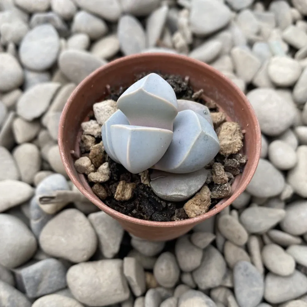 Lapidaria margaretae (Karoo Rose)