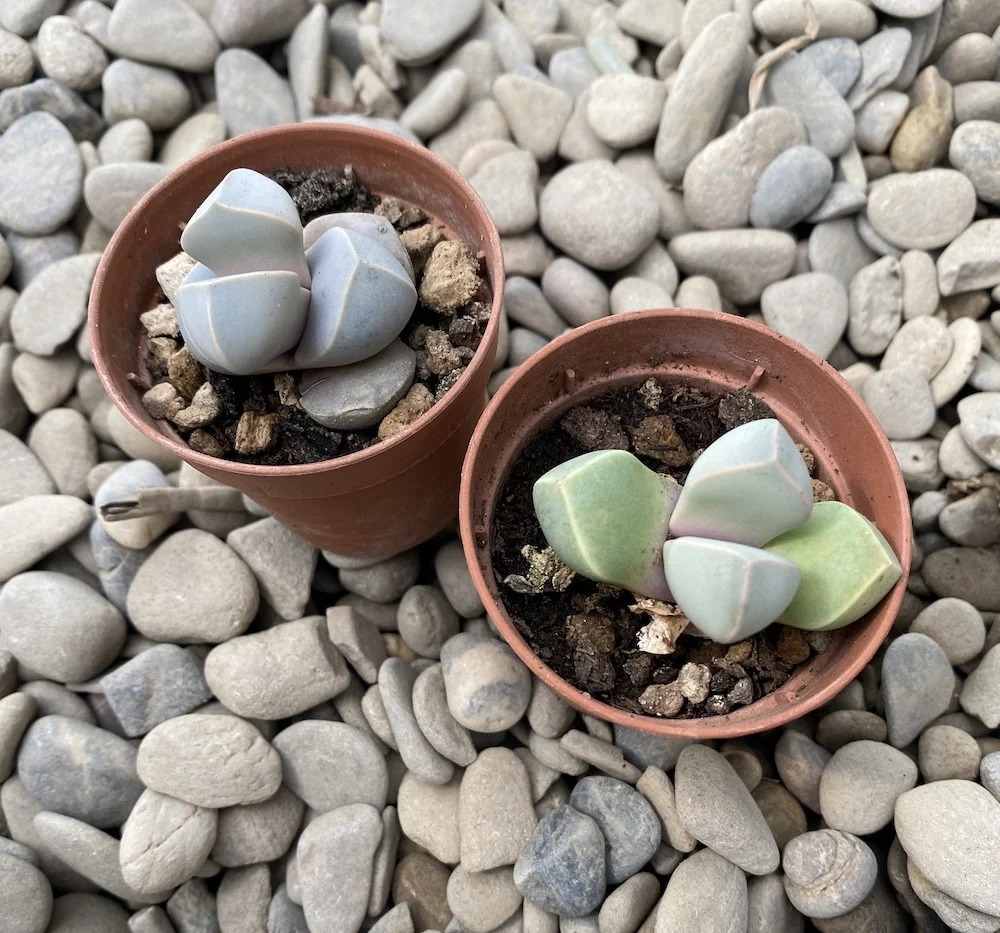 Lapidaria margaretae (Karoo Rose)