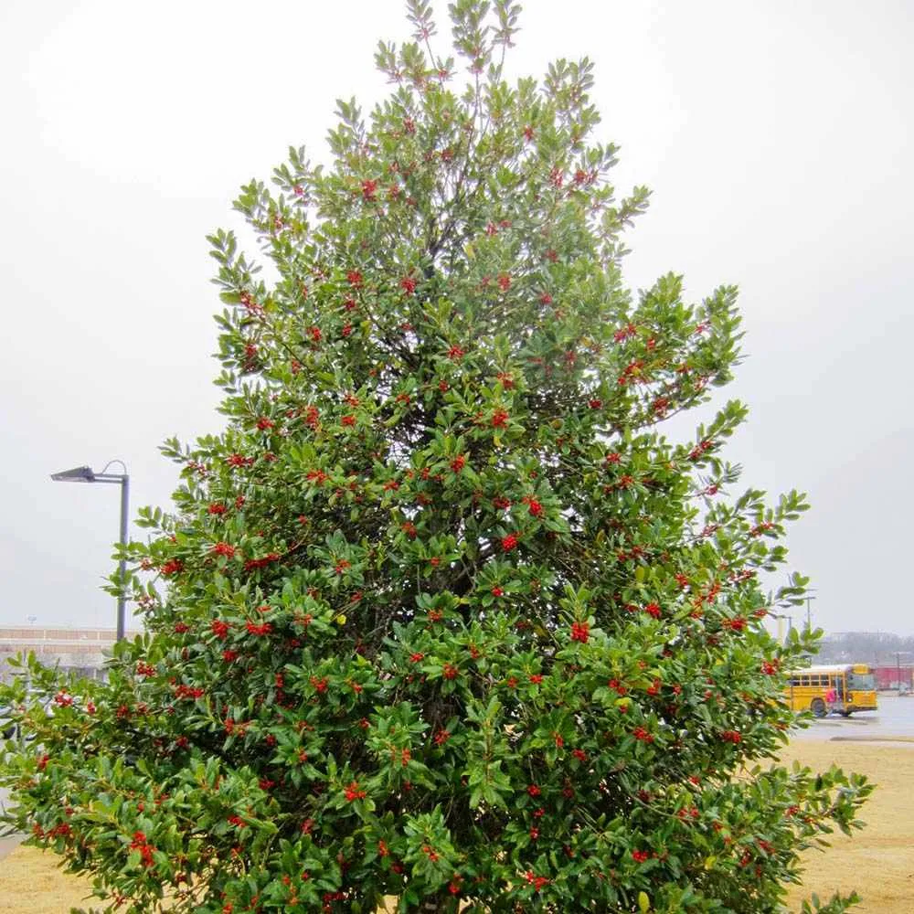 Laur Japonez (Ilex) J.C. van Tol, Vesnic Verde, Rezistent la Inghet, crestere piramidala