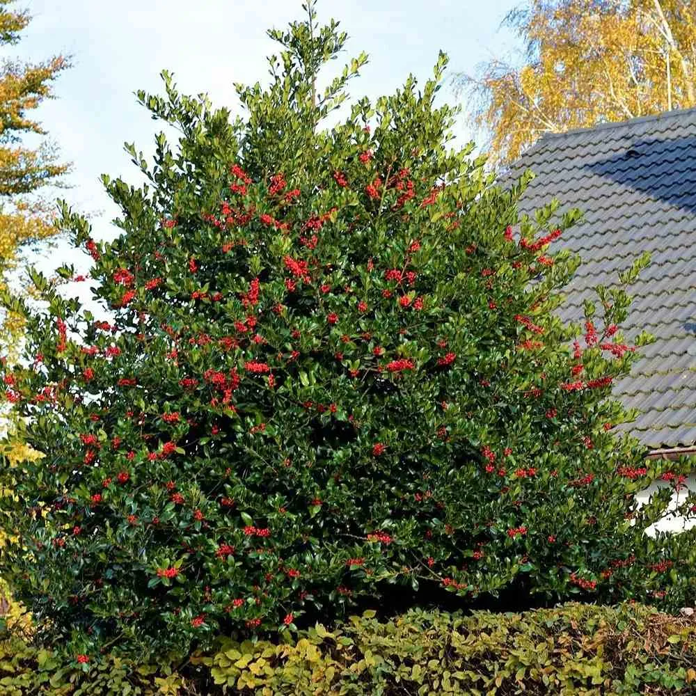 Laur Japonez (Ilex) J.C. van Tol, Vesnic Verde, Rezistent la Inghet, crestere piramidala