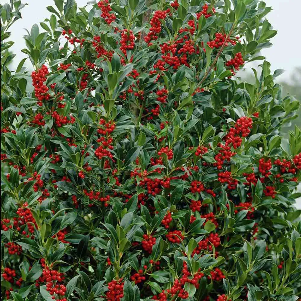 Laur Japonez (Ilex) J.C. van Tol, Vesnic Verde, Rezistent la Inghet, crestere piramidala