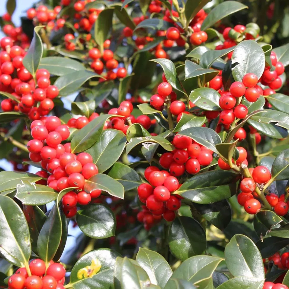 Laur Japonez (Ilex) J.C. van Tol, Vesnic Verde, Rezistent la Inghet, crestere piramidala