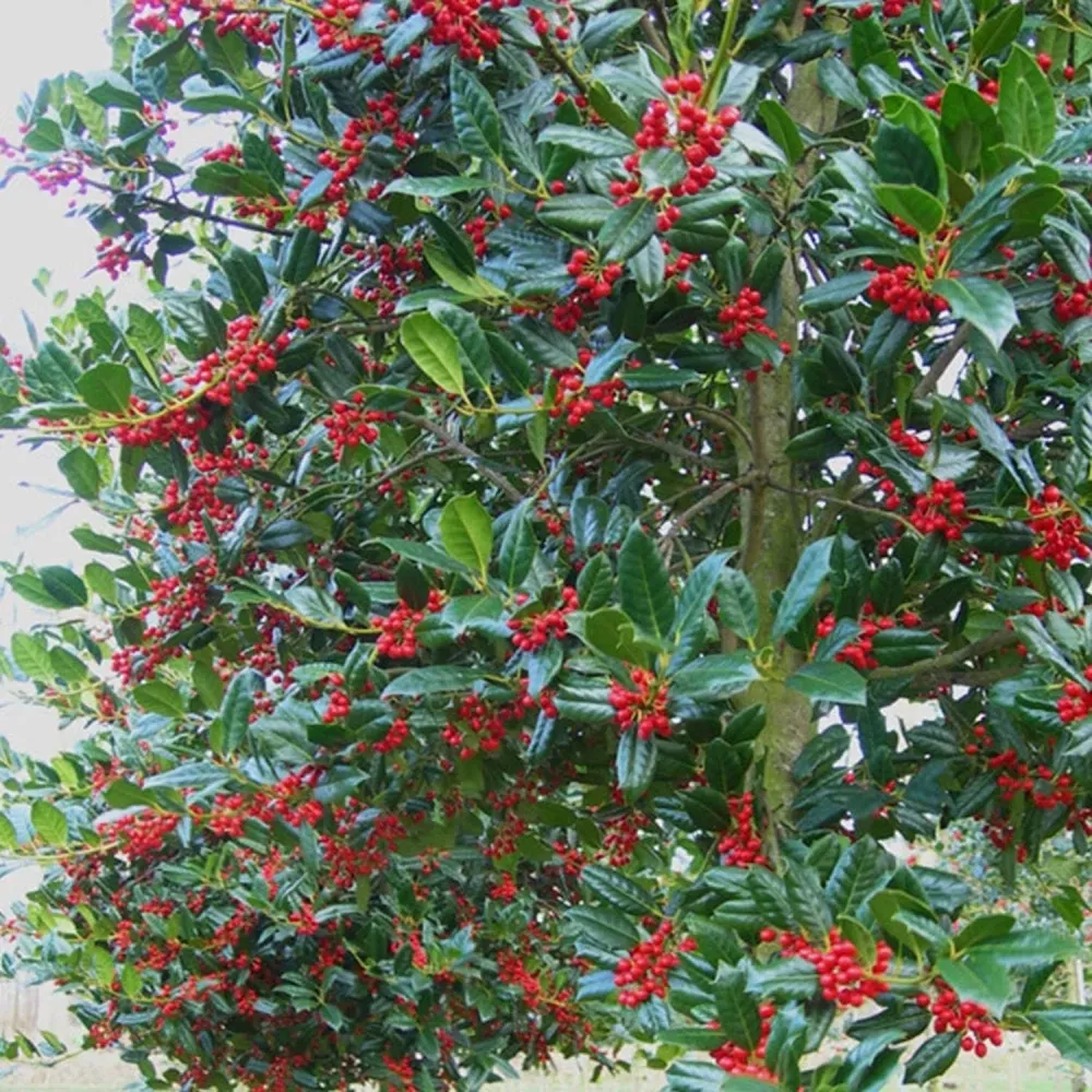 Laur Japonez (Ilex) J.C. van Tol, Vesnic Verde, Rezistent la Inghet, crestere piramidala