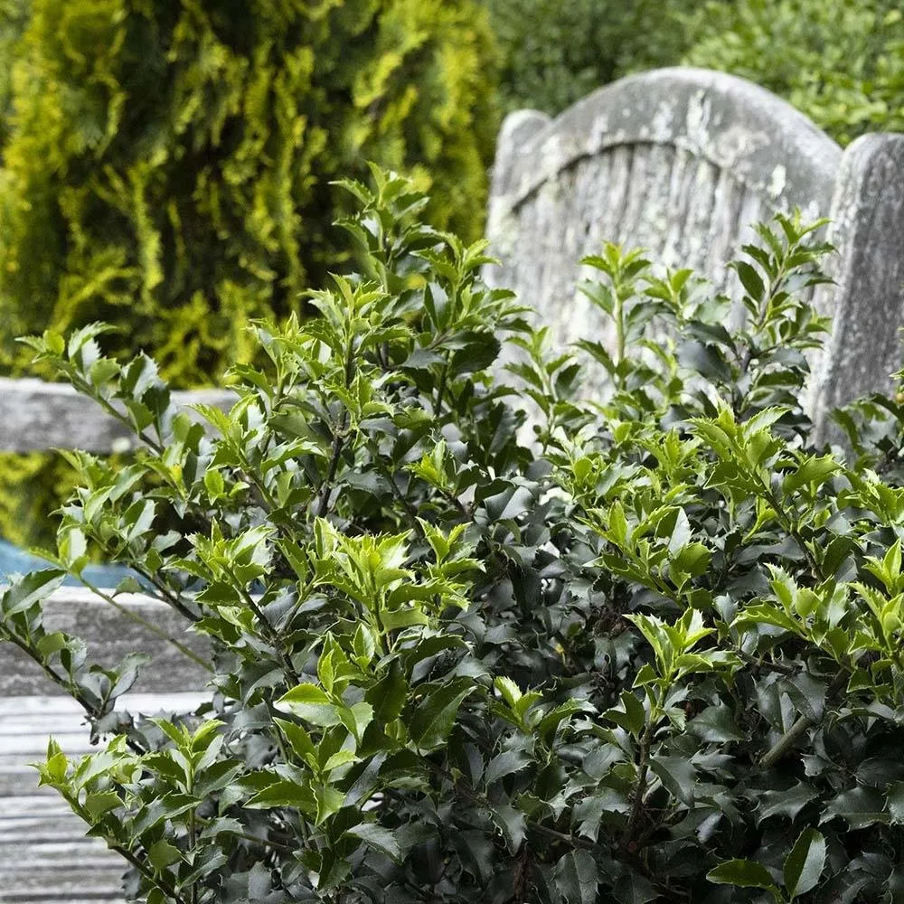 Laur Japonez Vesnic Verde Heckenpracht (Ilex), Gard Viu Rezistent La Inghet