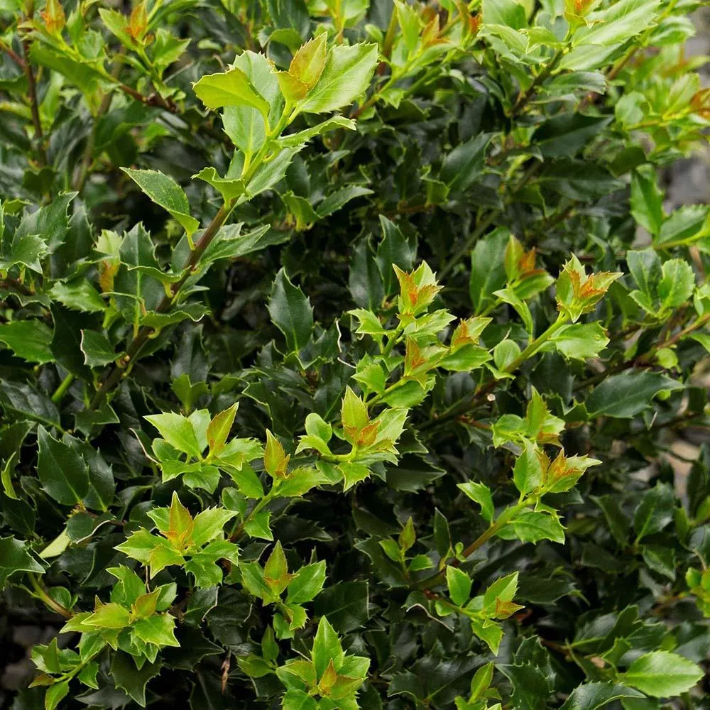 Laur Japonez Vesnic Verde Heckenpracht (Ilex), Gard Viu Rezistent La Inghet