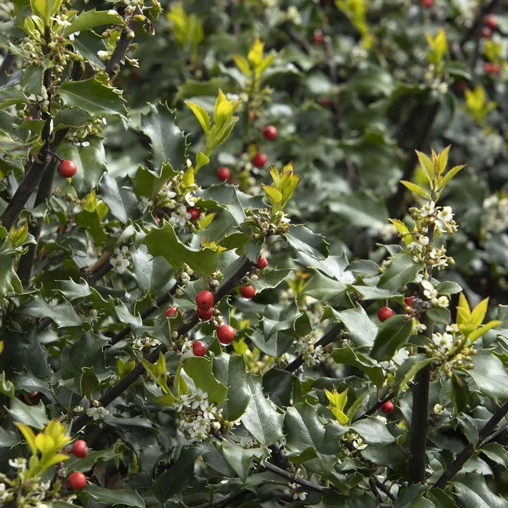 Laur Japonez Vesnic Verde Heckenpracht (Ilex), Gard Viu Rezistent La Inghet