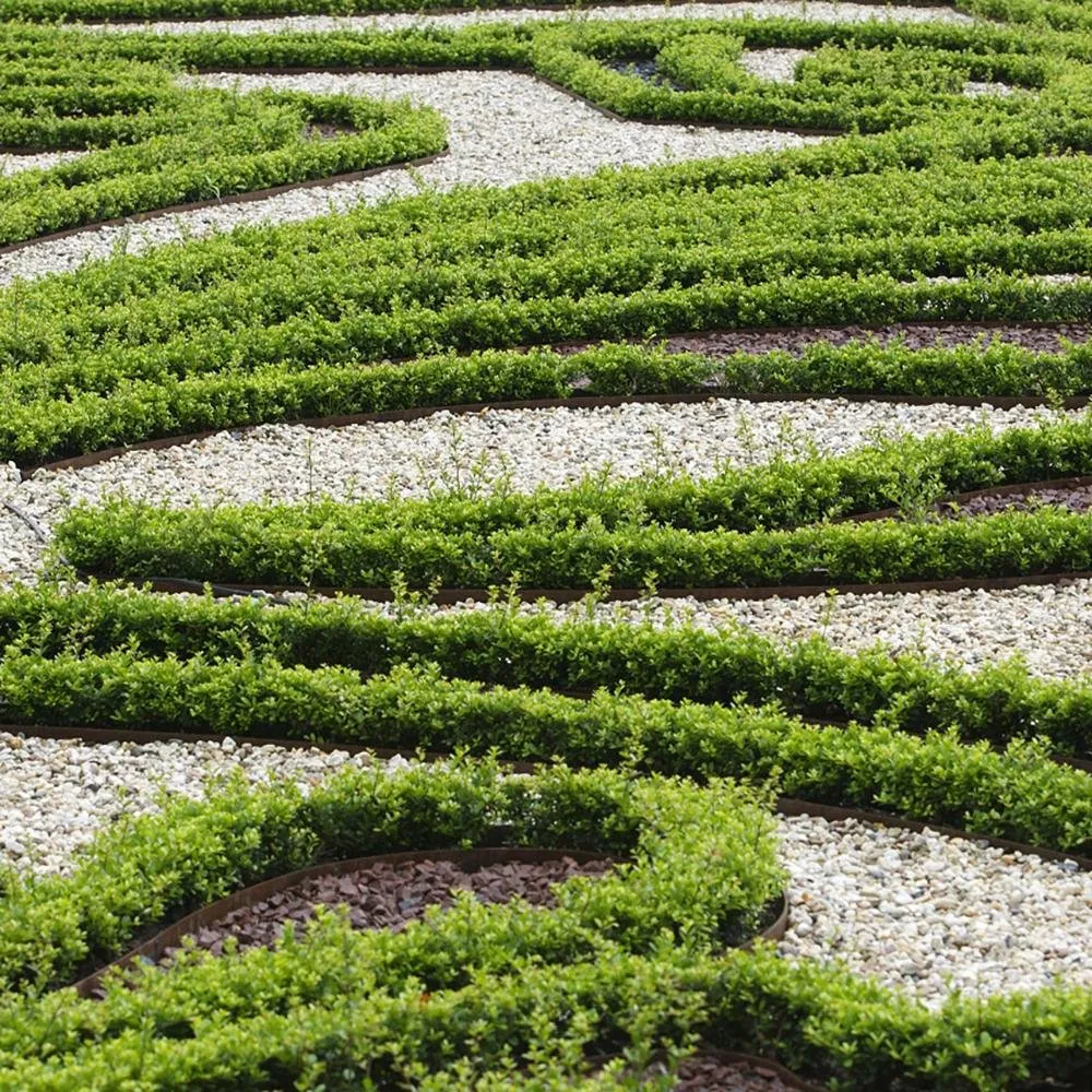 Laur Japonez Vesnic Verde Hedge (Ilex), Gard Viu Rezistent La Inghet