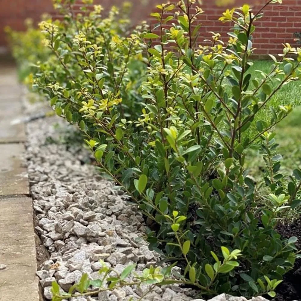 Laur Japonez Vesnic Verde Maxima (Ilex), Gard Viu Rezistent La Inghet