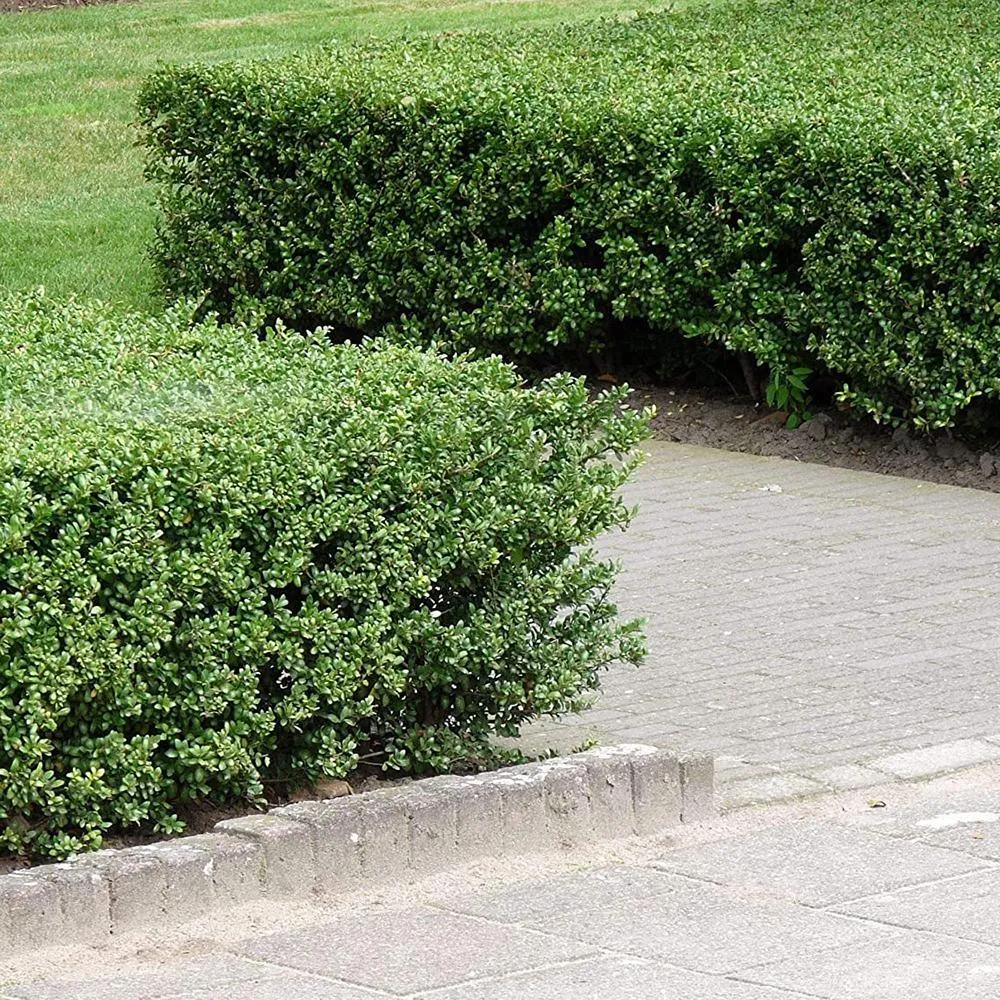 Laur Japonez Vesnic Verde Stokes (Ilex), Gard Viu Rezistent La Inghet
