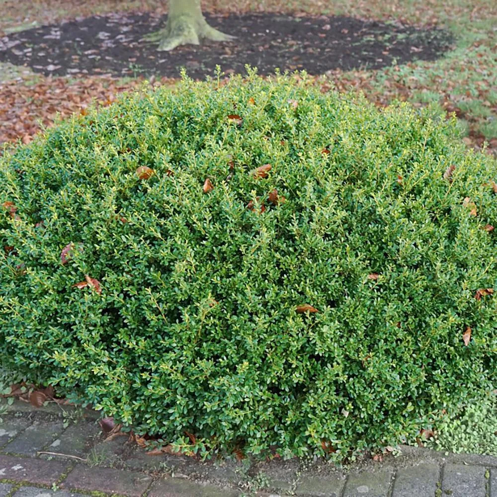 Laur Japonez Vesnic Verde Stokes (Ilex), Gard Viu Rezistent La Inghet