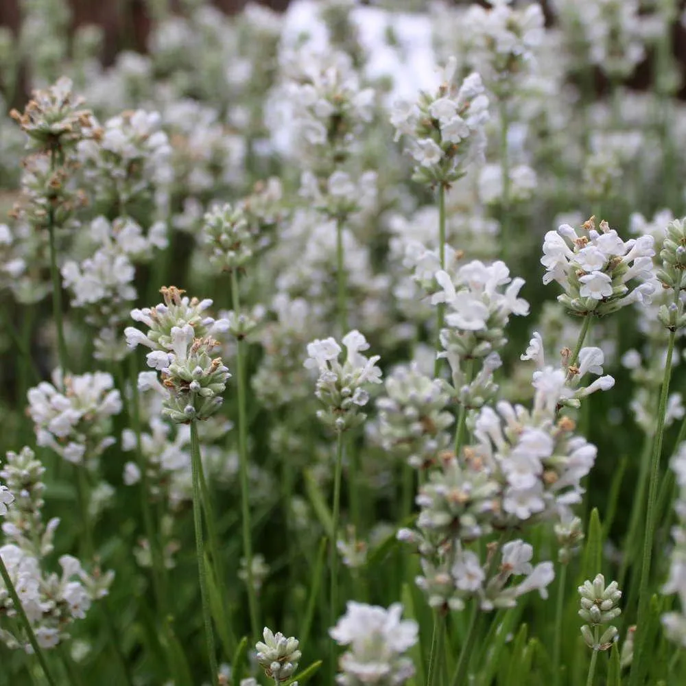 Lavanda Arctic Snow