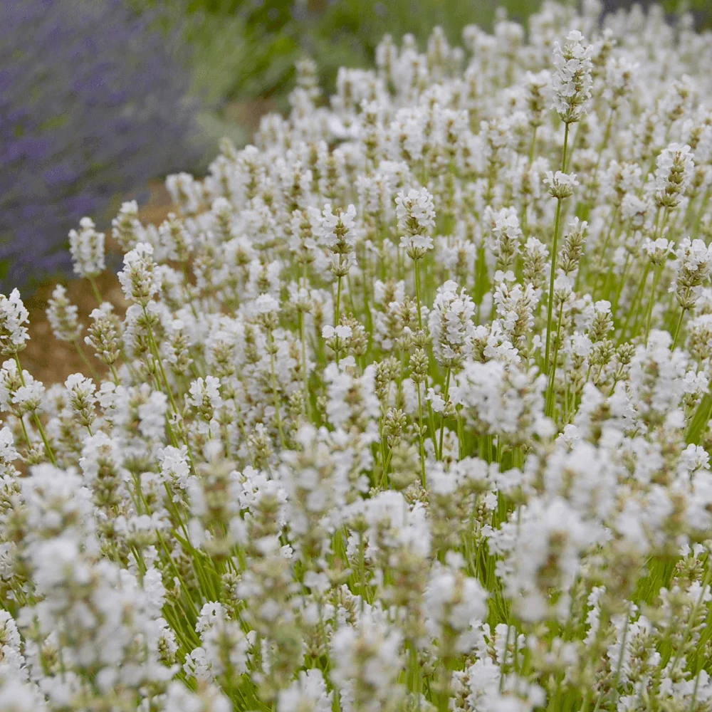 Lavanda Arctic Snow